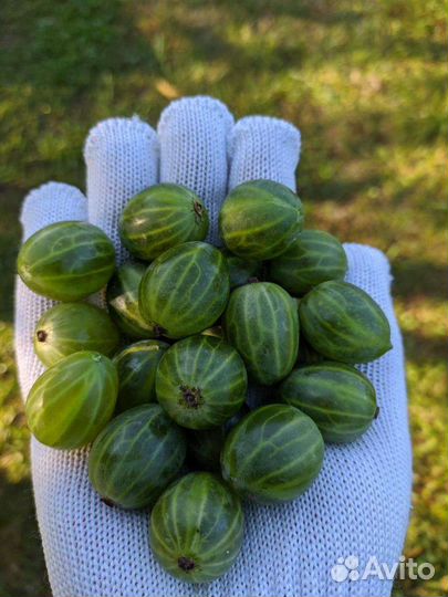 Крыжовник розовый 2