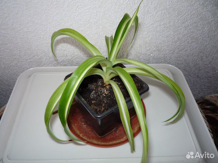 Алое, хлорофитум, кактус, циперус