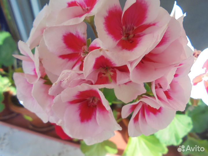 Пеларгония Герань