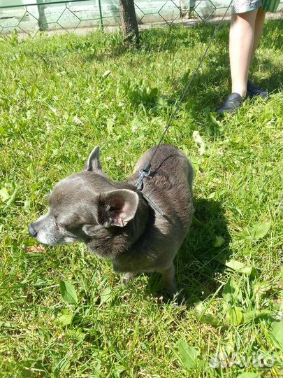 Квартирная передержка