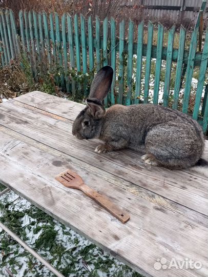 Кролики мясных пород