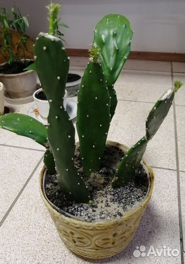 Кактус опунция