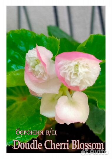 Бегонии вечноцветущие. Цены в описании под фото