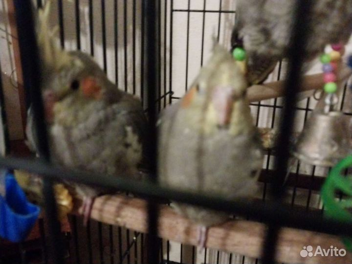 Попугай корелла птенец