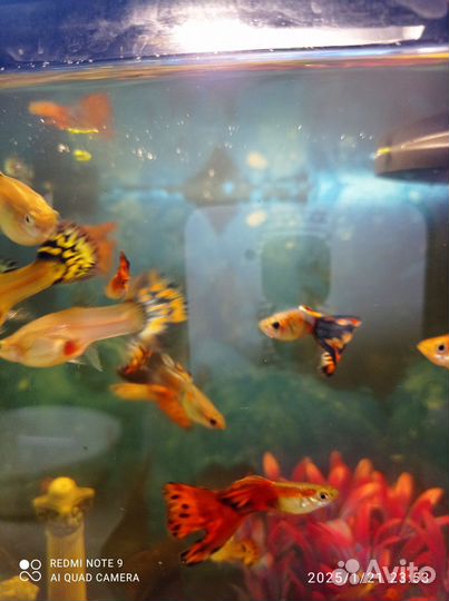 Аквариумные рыбки