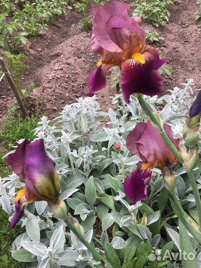 Ирисы,лилейник