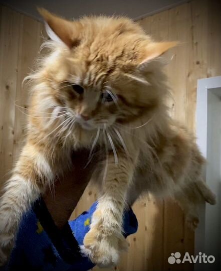 Мейн-Кун Вязка