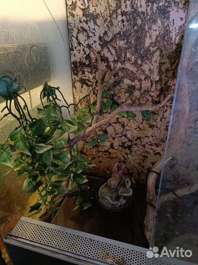 Террариум для рептилий бу