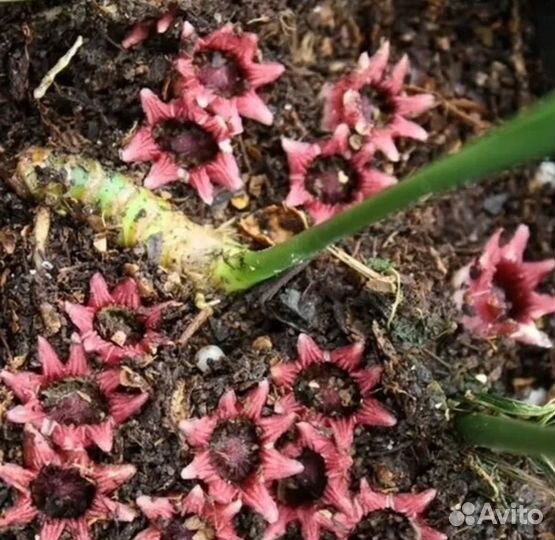 Аспидистра