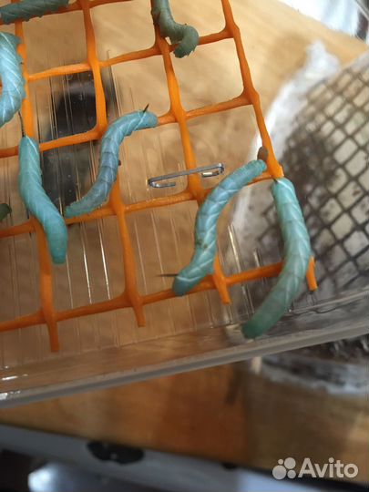 Сверчки, бражник, тараканы