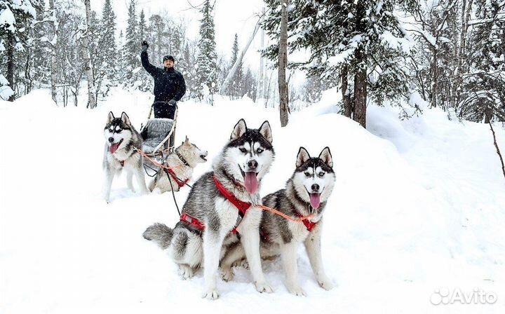 Мягкие носы - сильные лапы