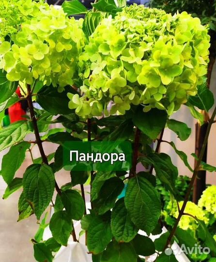 Гортензия Диамантино Пинкачу Пандора Полестар