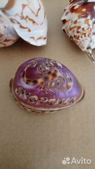 Морская ракушка