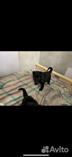 Немцы черные щенки немецкой овчарки
