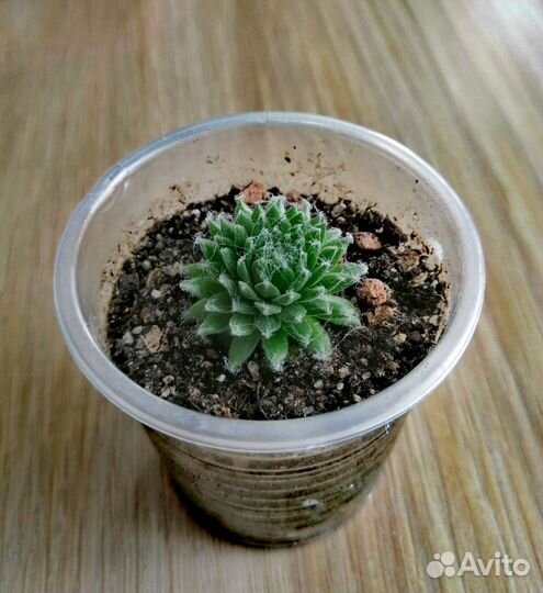 Комнатные растения