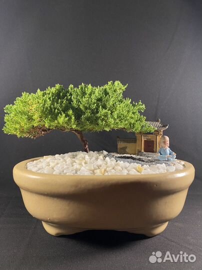 Дерево бонсай живое