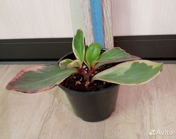 Комнатные растения. Пеперомия разная