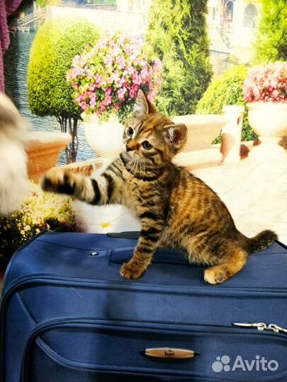 Котенок в дар бесплатно