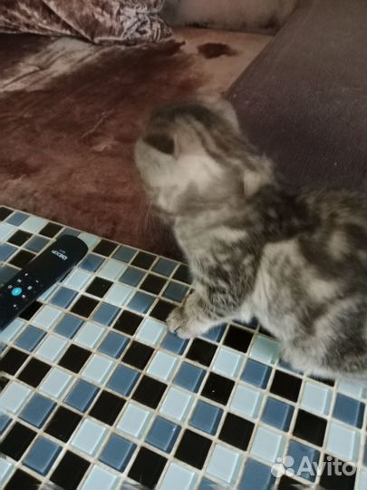 Ищем дом кошка 2 месяца