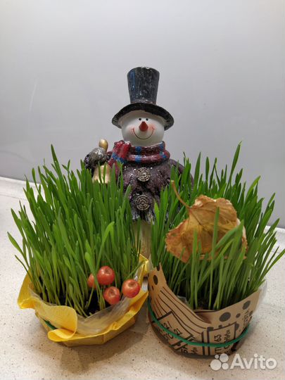 Травка для любимых котиков