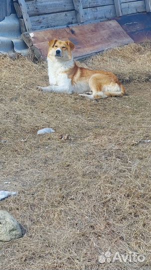 Найдена собака