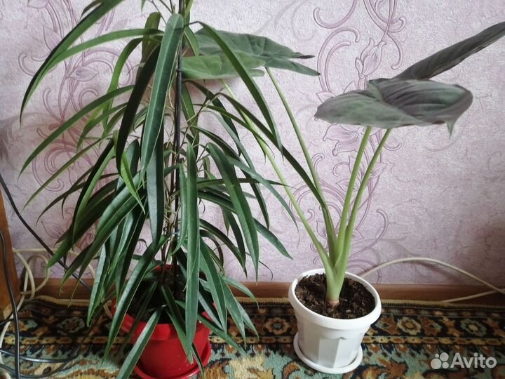 Сансевиерия