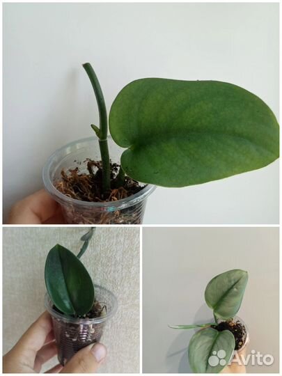 Сциндапсусы и эпипремнумы лотом