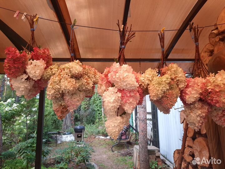 Гортензии в букетах. Сухие букеты на зиму