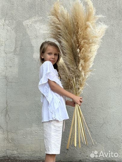 Пампасная трава Кортадерия