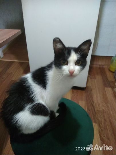 Стерилизованная кошка