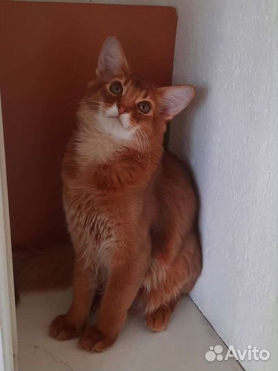 Сомалийские коты