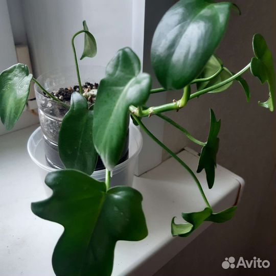 Филодендрон