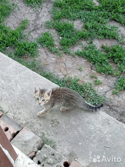 Котята в добрые руки бесплатно