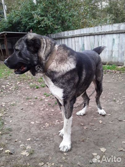 Вязка собак