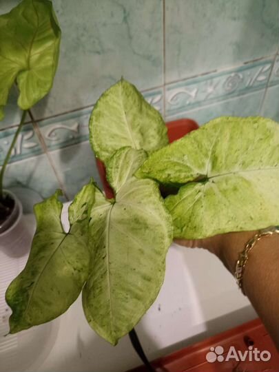 Сингониумы сортовые