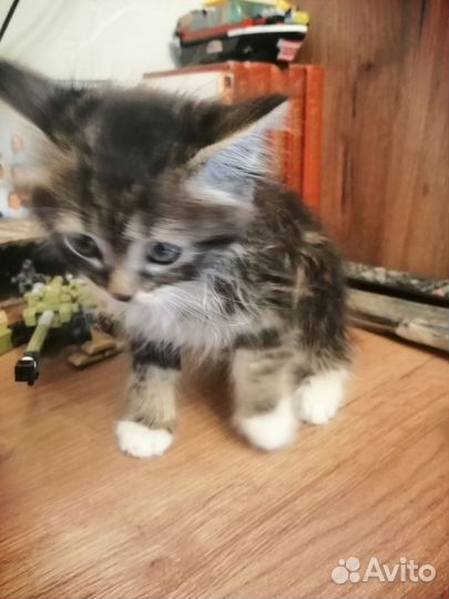 Кошка в дар