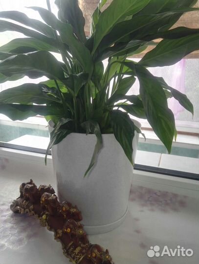 Спатифилум