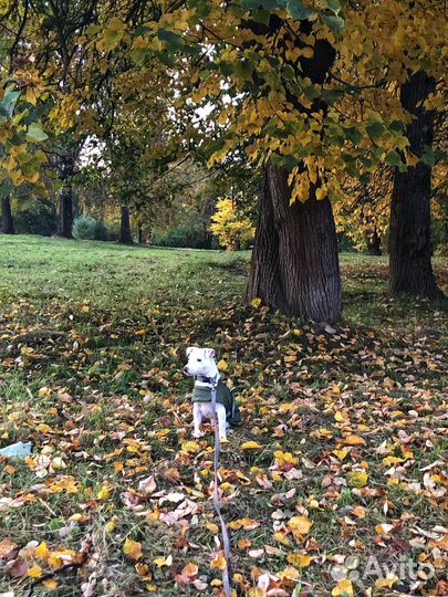 Накидка дождевик для собак