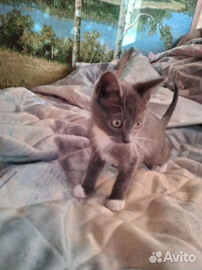 Кошка безплатно