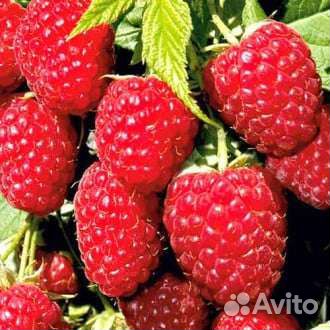 Ремонтантная малина