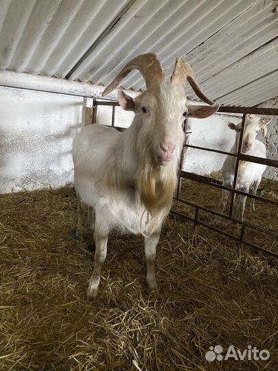 Козел зааненский