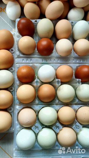 Домашние куриные яйца в наличии и под заказ