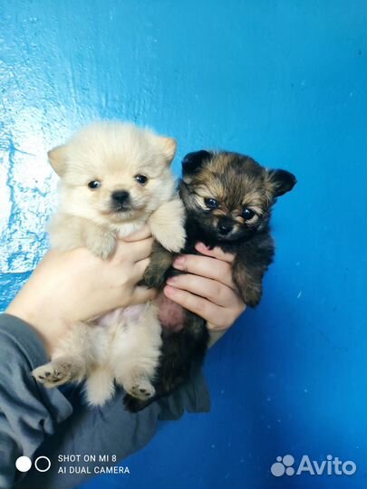 Померанский шпиц медвежьего типа