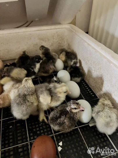 Инкубационное яйцо кур разных пород