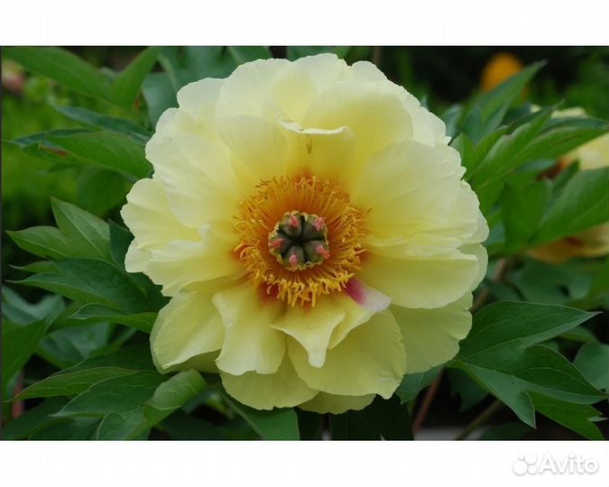 Пион-ито Going Bananas