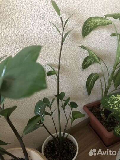 Замиокулькас и кротон