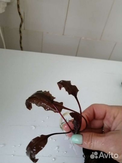 Аквариумные растения
