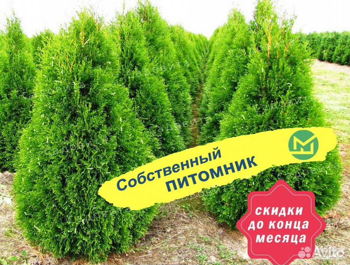 Туя