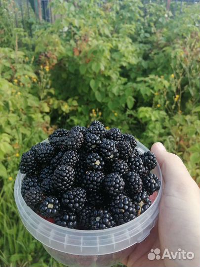 Ежевика, саженцы