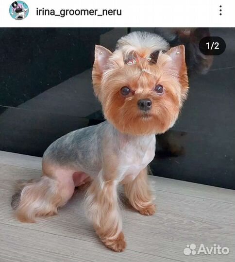 Стрижка животных